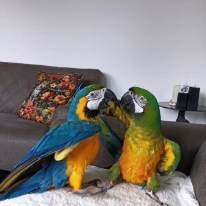 Why Macaw Parrots Make Amazing Pets
