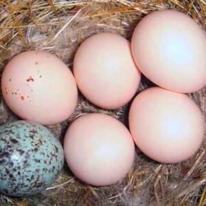 Parrot Egg Incubation