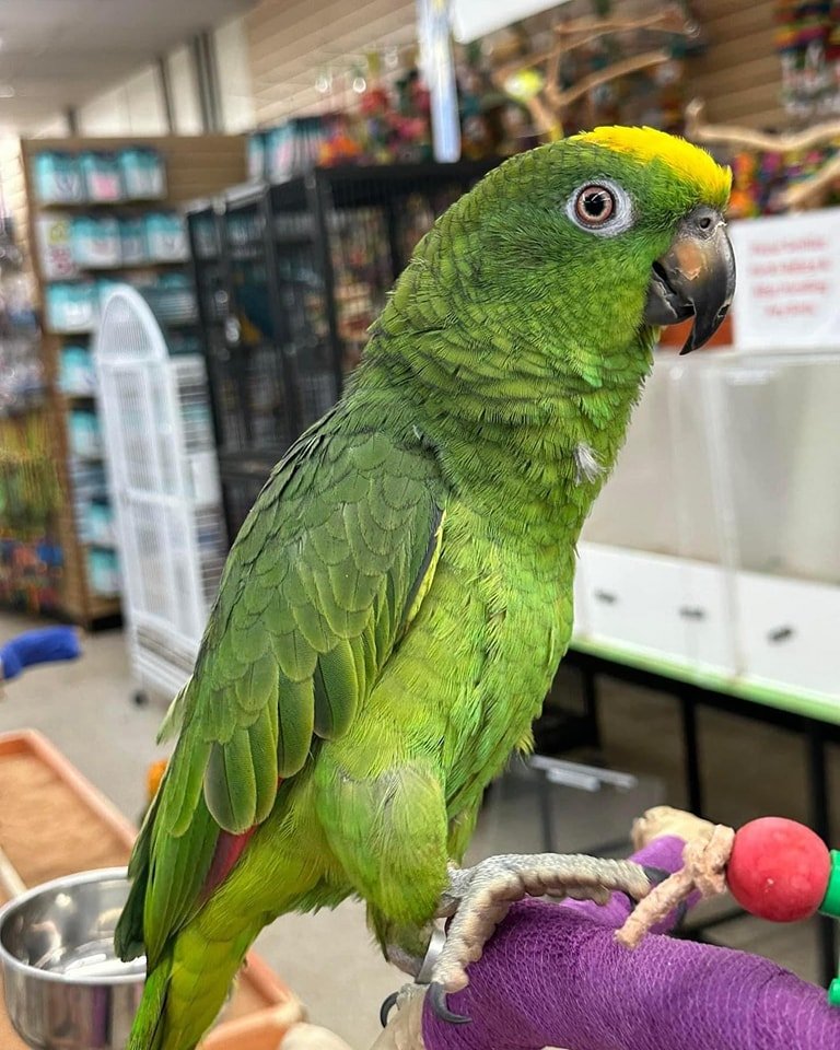 Amazon Parrot Talking Abilities Explained