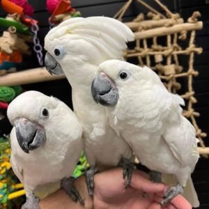 Umbrella Cockatoos for Sale in the UK