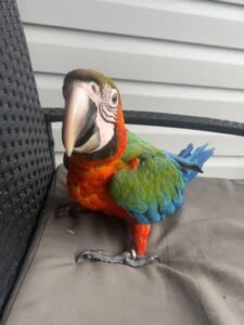 Lovely Catalina macaw-Lifespan UK