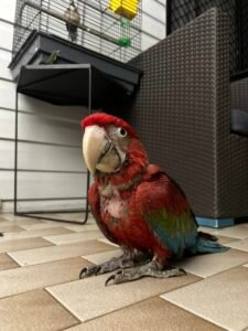 Why Macaw Parrots Make Amazing Pets