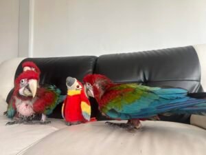 Lovely Catalina macaw-Lifespan UK