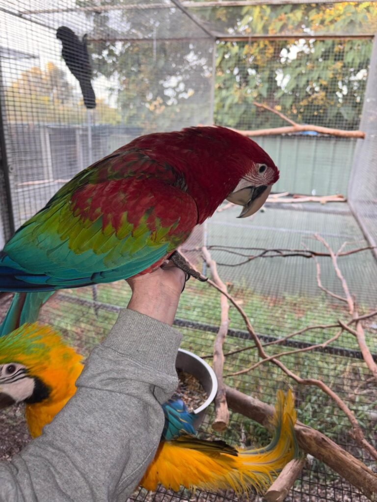Why Macaw Parrots Make Amazing Pets