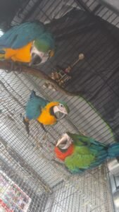 Lovely Catalina macaw-Lifespan UK