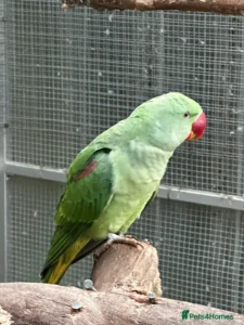 Hand-Raised Exotic Parrots