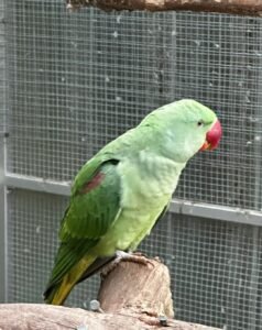 Buy Parrots online in the UK