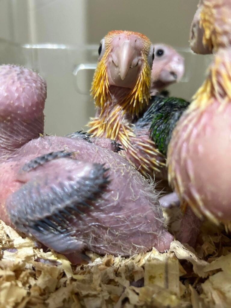 Parrots for Sale in the UK