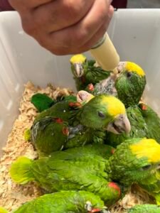 Amazon Parrot Talking Abilities