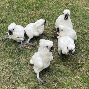 Umbrella Cockatoos for Sale in the UK