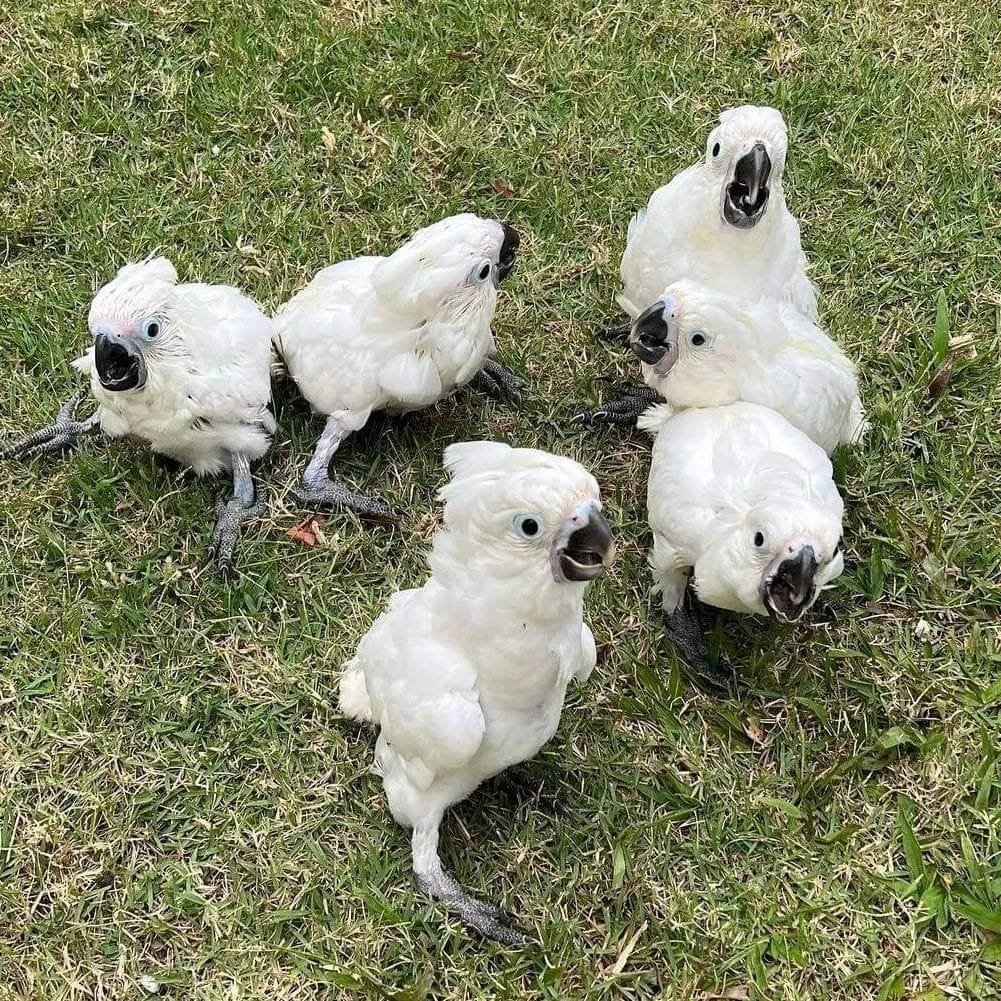 Umbrella Cockatoos for Sale in the UK