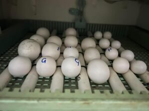 Parrot Egg Incubation