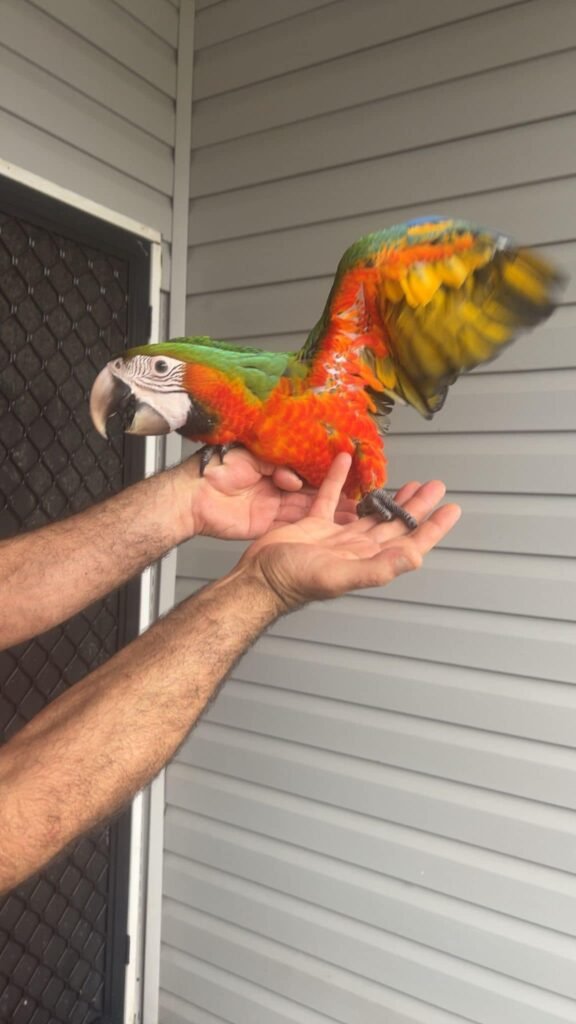 Bond with Feathered Intelligence