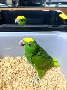 Amazon Parrot Talking Abilities